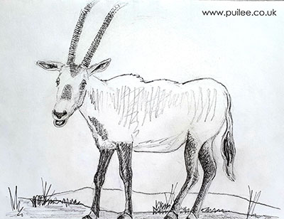 Oryx (2021) pencil on paper by Artist Pui Lee